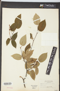 Amelanchier canadensis image