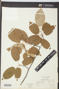 Amelanchier canadensis image