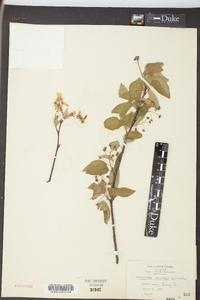 Amelanchier canadensis image