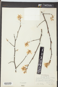 Amelanchier canadensis image