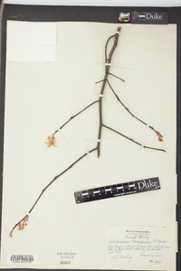 Amelanchier canadensis image