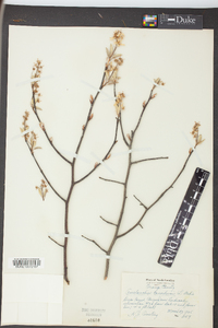 Amelanchier canadensis image