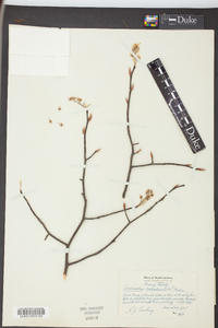 Amelanchier canadensis image