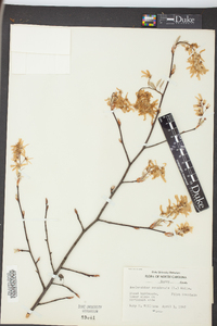 Amelanchier canadensis image