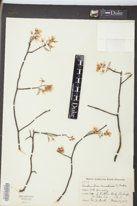 Amelanchier canadensis image