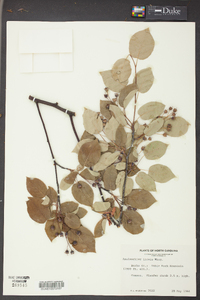 Amelanchier laevis image