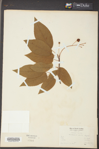 Amelanchier laevis image