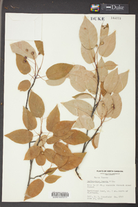 Amelanchier laevis image