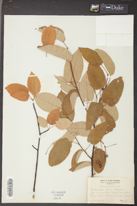 Amelanchier laevis image