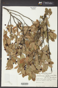 Amelanchier obovalis image