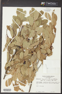 Amelanchier obovalis image