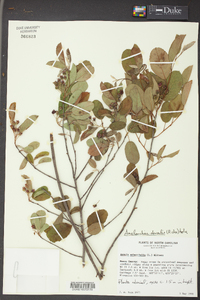 Amelanchier obovalis image