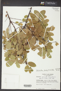 Amelanchier obovalis image