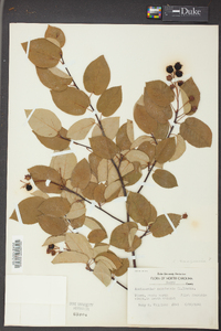 Amelanchier sanguinea image