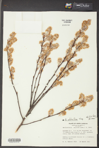 Amelanchier stolonifera image