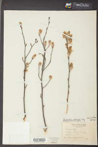 Amelanchier stolonifera image