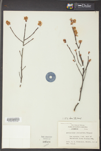 Amelanchier stolonifera image