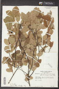 Amelanchier stolonifera image