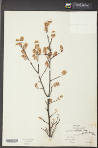 Amelanchier stolonifera image