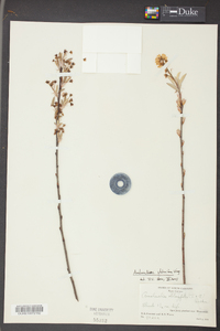 Amelanchier stolonifera image