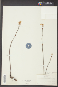 Amelanchier stolonifera image