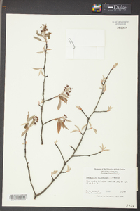 Amelanchier canadensis image