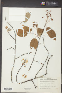 Amelanchier canadensis image