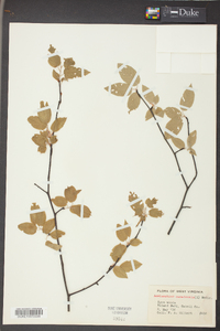 Amelanchier canadensis image