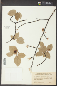 Amelanchier canadensis image