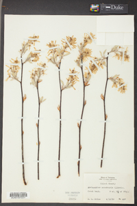 Amelanchier canadensis image