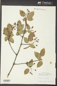 Amelanchier laevis image