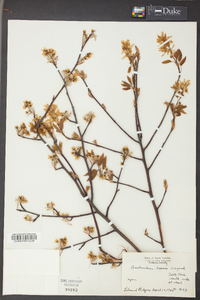 Amelanchier laevis image