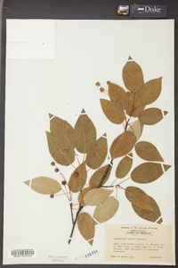 Amelanchier laevis image