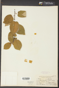 Amelanchier laevis image