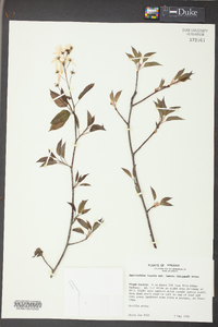 Amelanchier laevis image