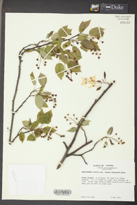 Amelanchier laevis image