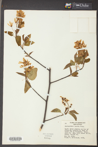 Amelanchier laevis image