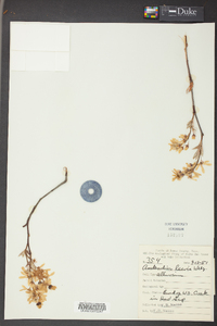 Amelanchier laevis image