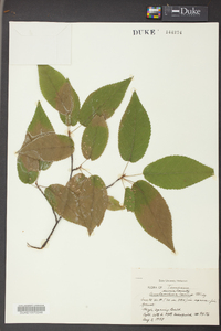 Amelanchier laevis image