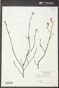 Amelanchier obovalis image