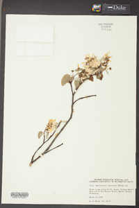 Amelanchier sanguinea image