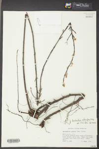 Amelanchier stolonifera image