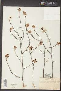 Amelanchier stolonifera image