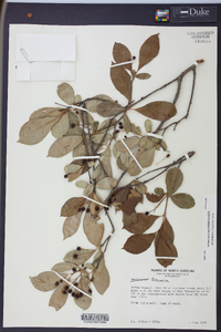 Aronia × prunifolia image