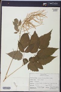 Aruncus dioicus image