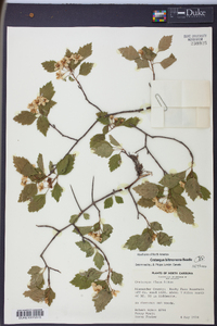 Crataegus biltmoreana image