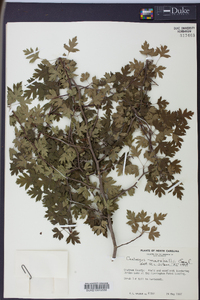 Crataegus marshallii image