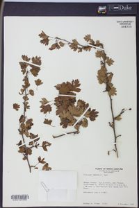 Crataegus marshallii image