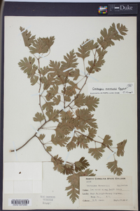 Crataegus marshallii image