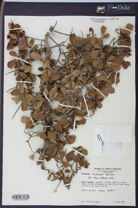 Crataegus michauxii image
